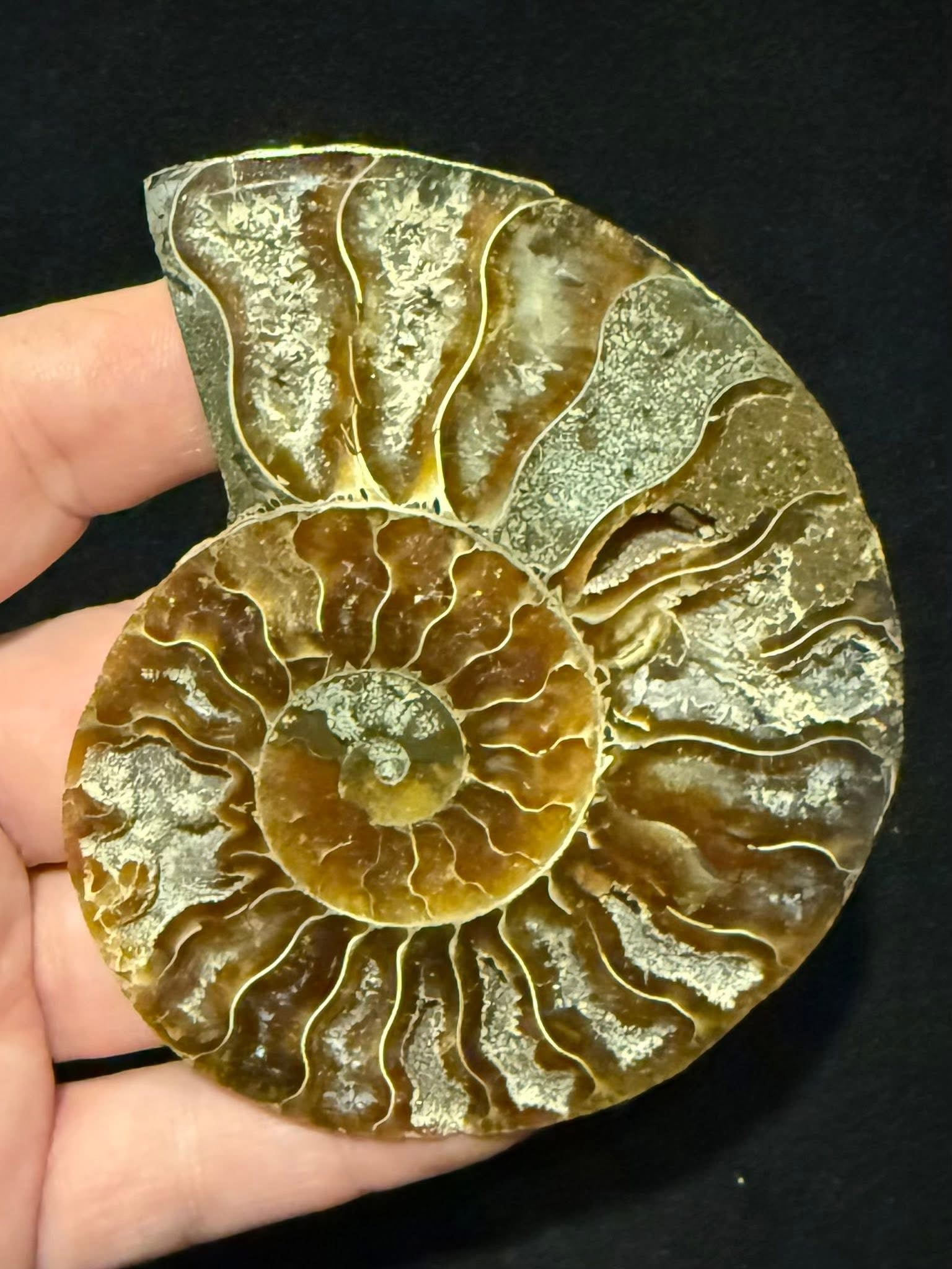 Luna Blue Rocks Fossils – Luna Rocks