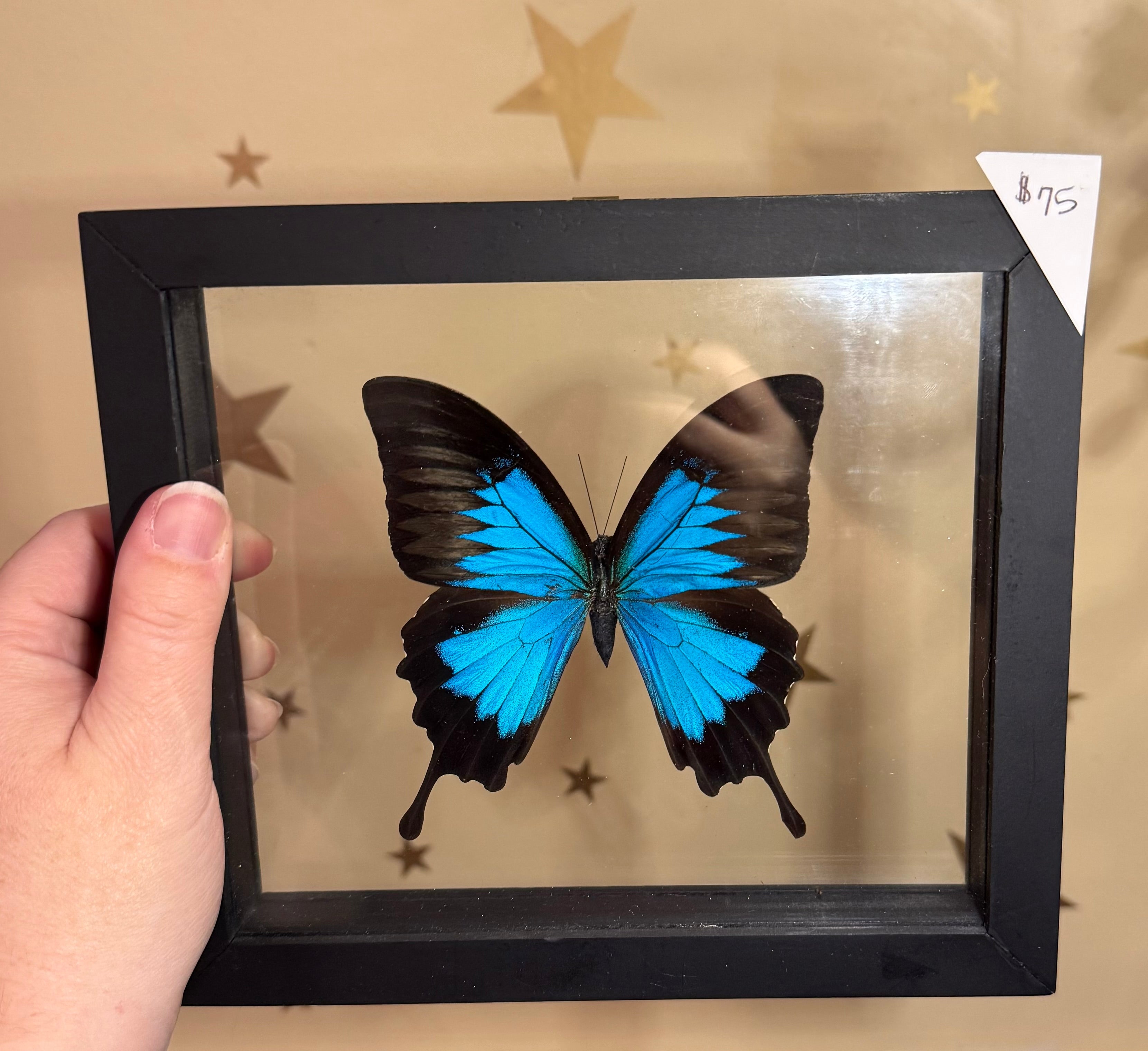Butterfly Specimens