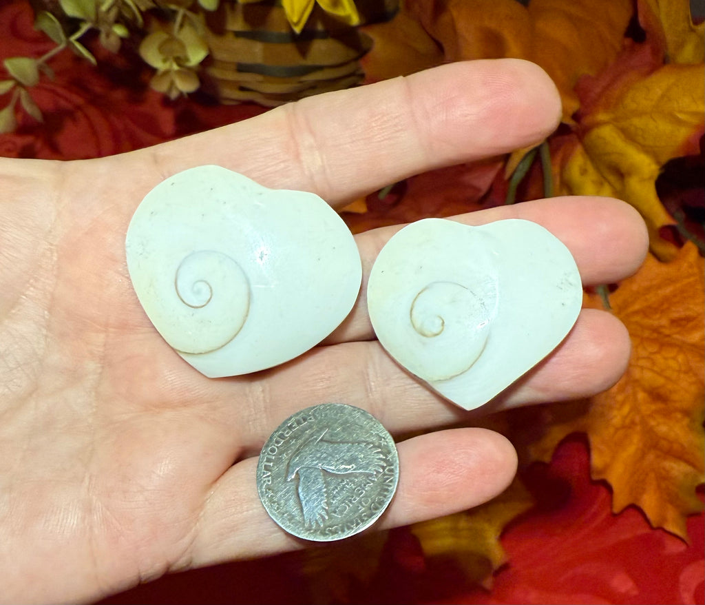 Shiva Eye Shell Carved Heart