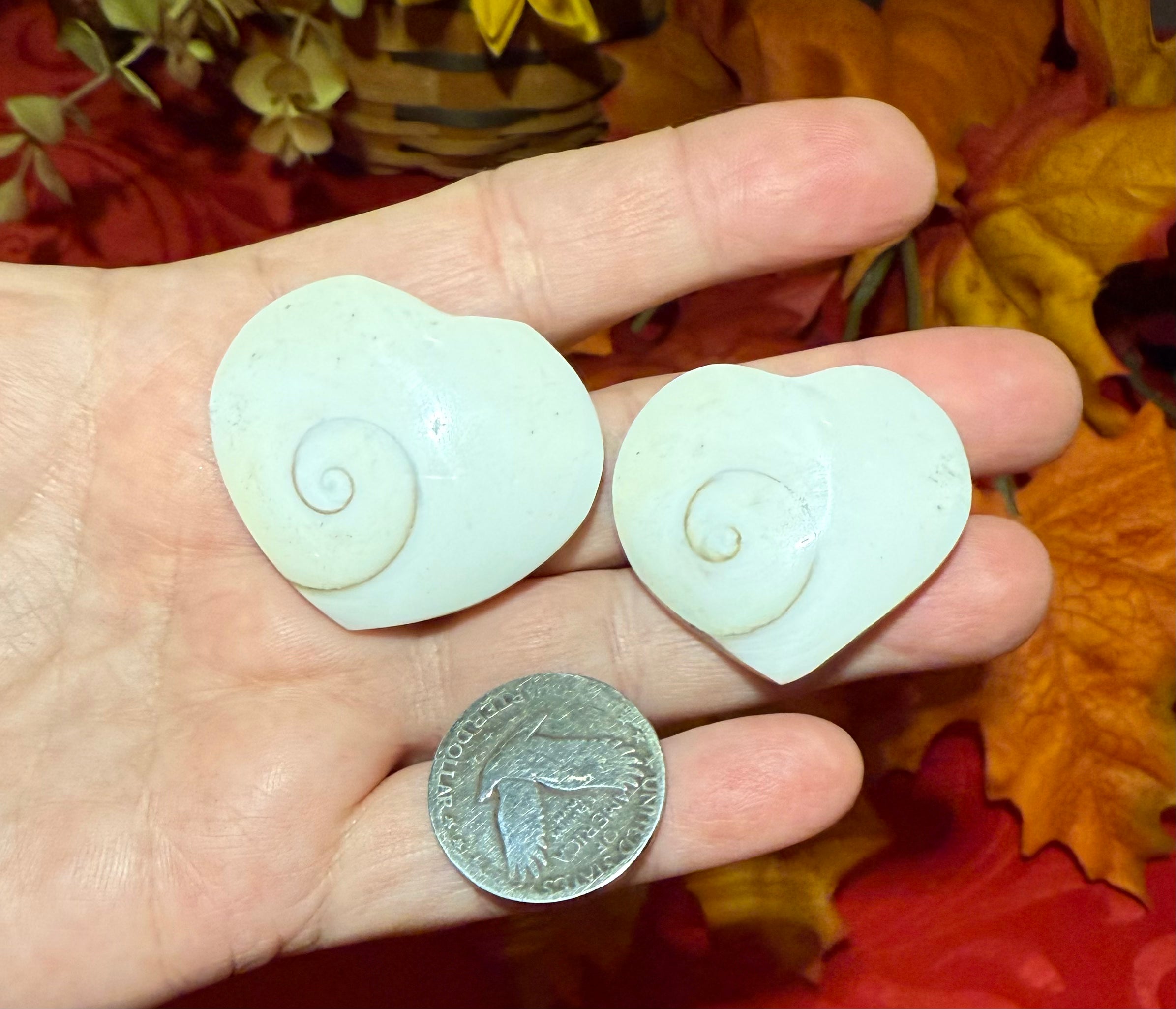 Shiva Eye Shell Carved Heart