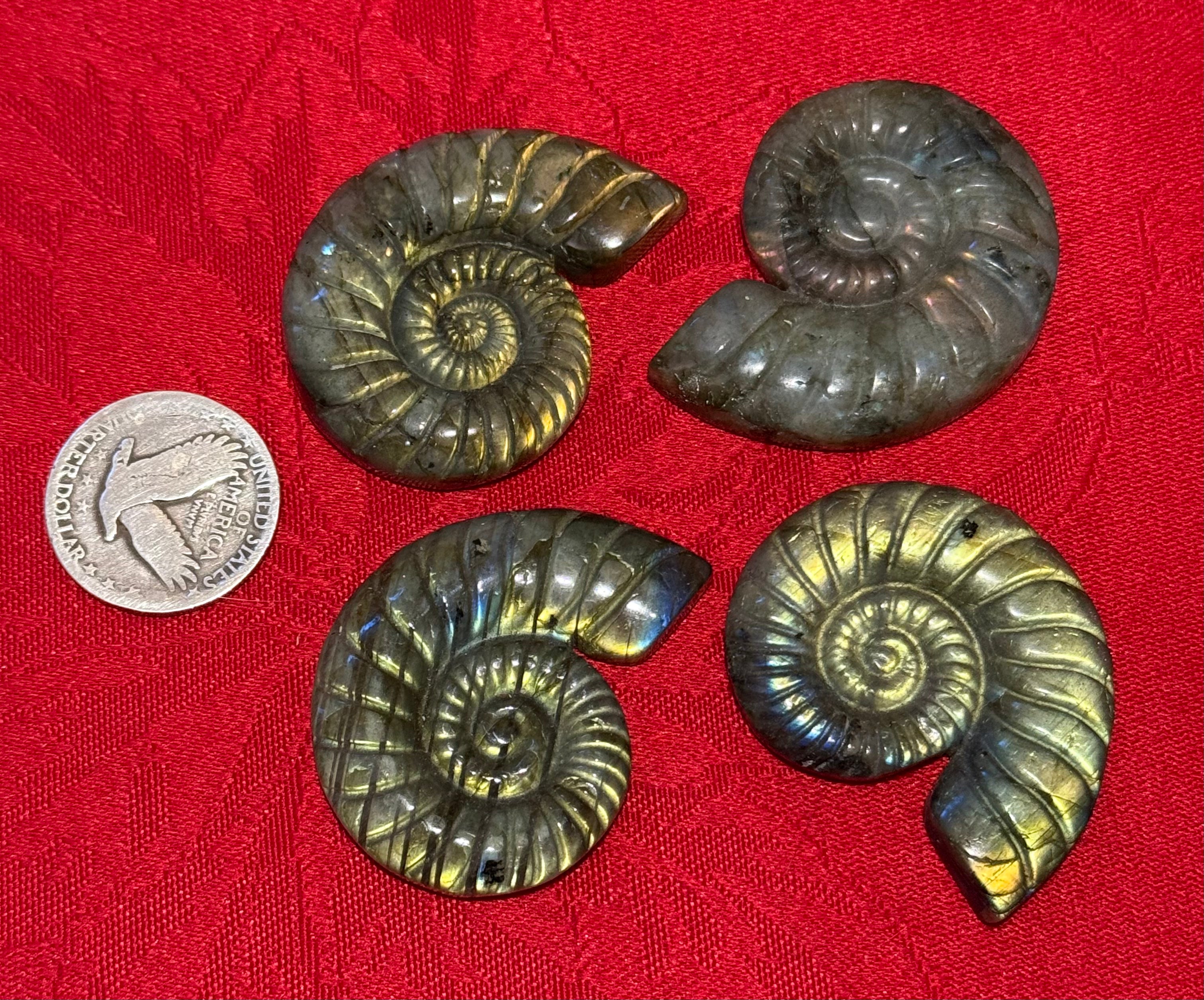 Carved Labradorite Ammonite Cabochon Cameo