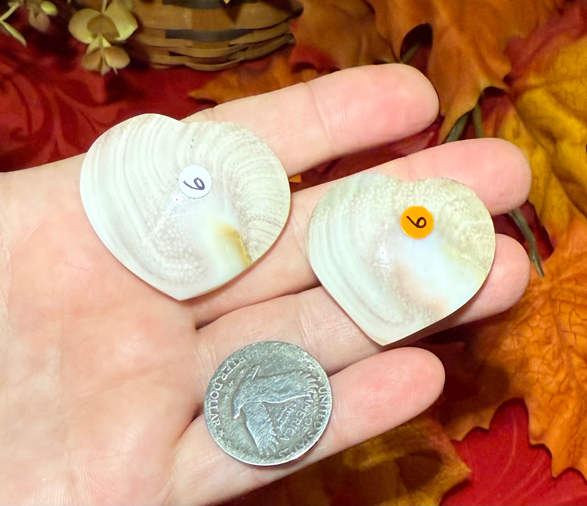 Shiva Eye Shell Carved Heart