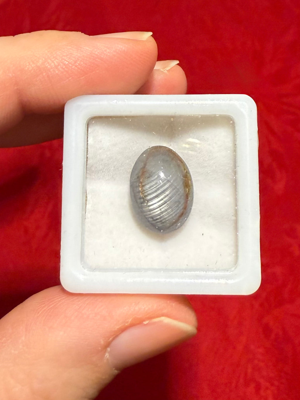 13mm Silver Sheen Sapphire Cabochon in Display Case