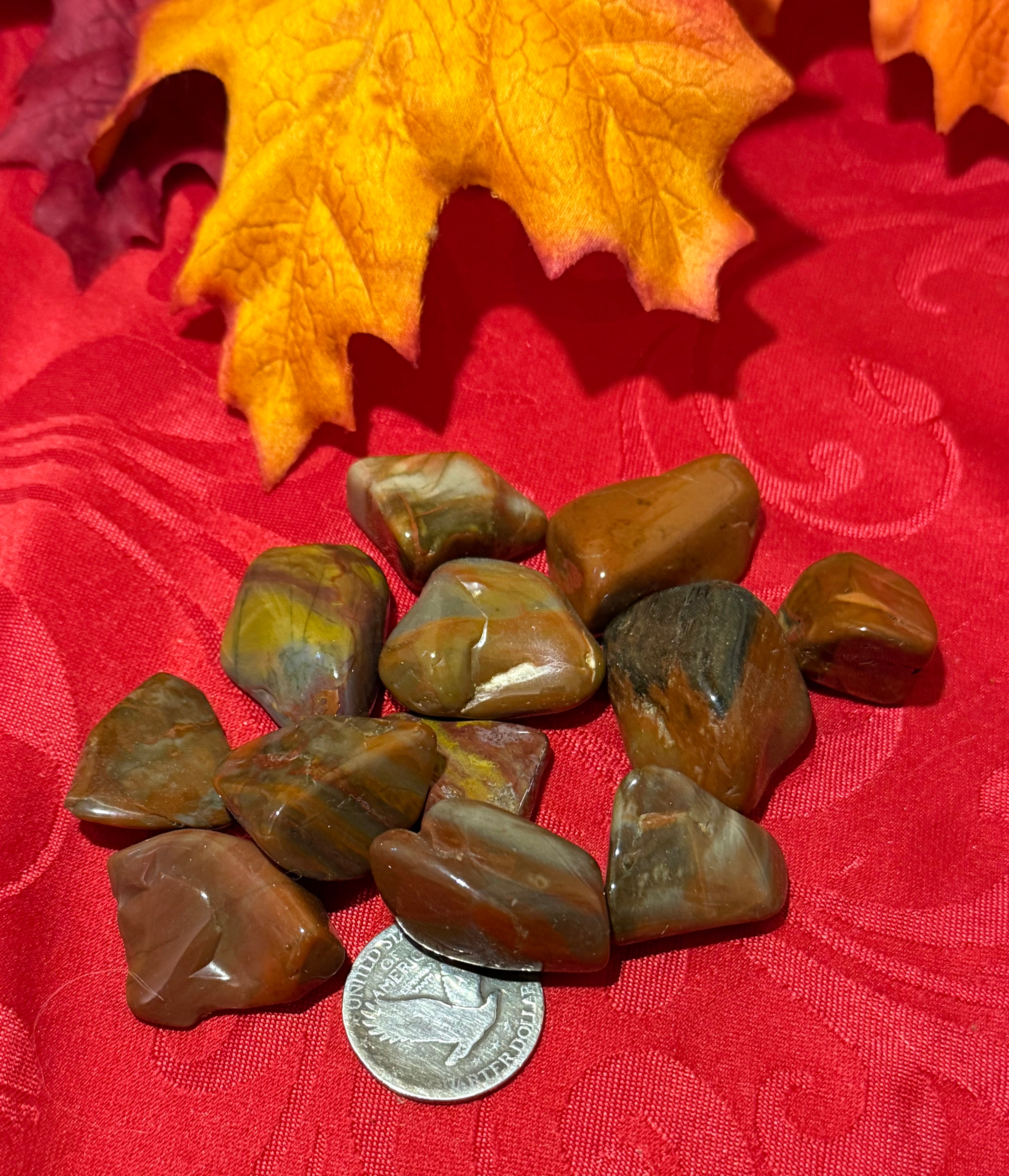 Petrified Wood Tumbled Polished Stone