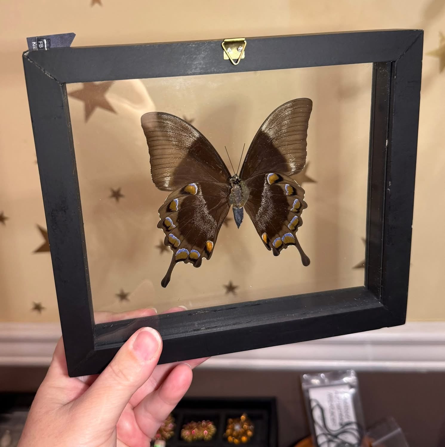 Mounted Blue Ulysses Butterfly Specimen