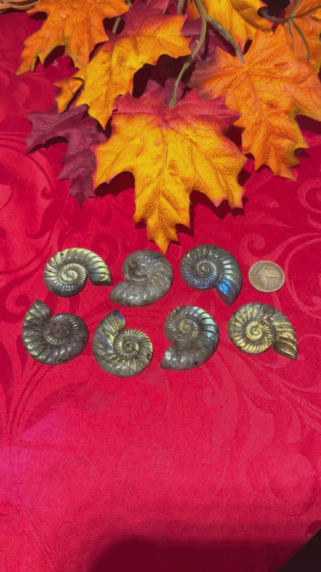 Carved Labradorite Ammonite Cabochon Cameo